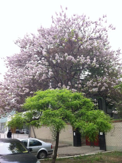 paulownia at the barracks April 2014 003