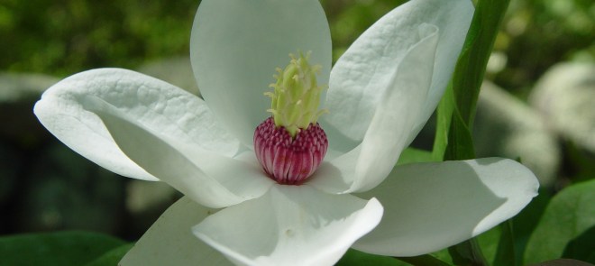 southern magnolia-flower