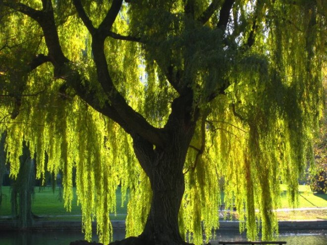 weeping willow tree