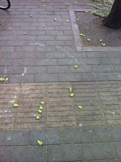 seed pods on ground 006
