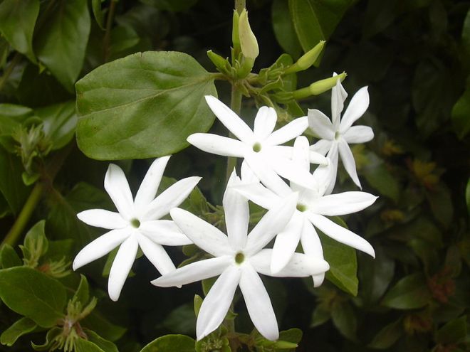 jasmine