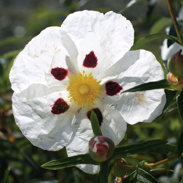 labdanum