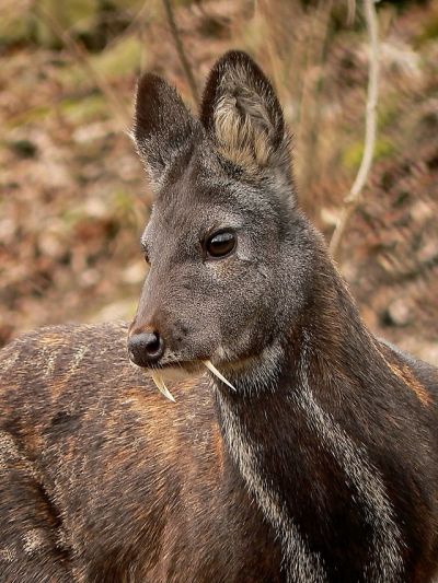 musk deer