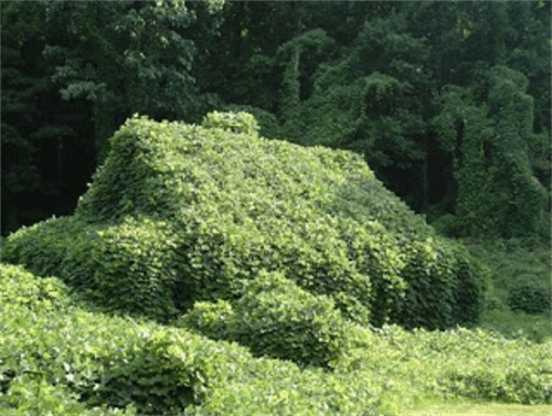 kudzu