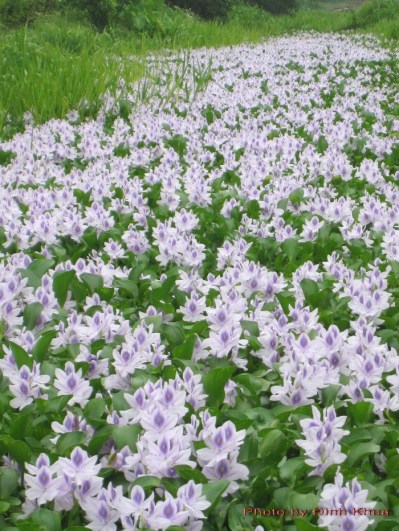 water hyacinth in flower in canal