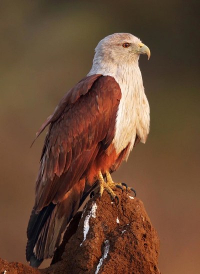 Brahminy Kite
