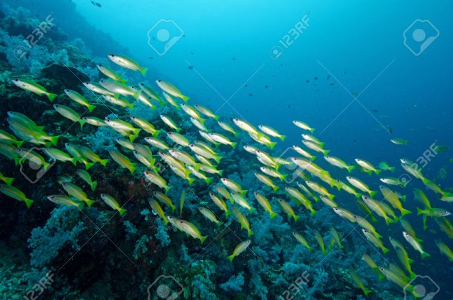 Yellow runner school fish in Similan, Thailand