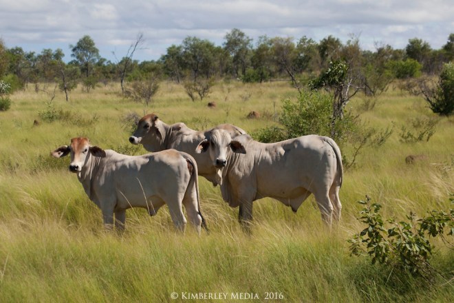 Young Brahman cattle enjoy the lush grasslands in the Kimberley wet season.