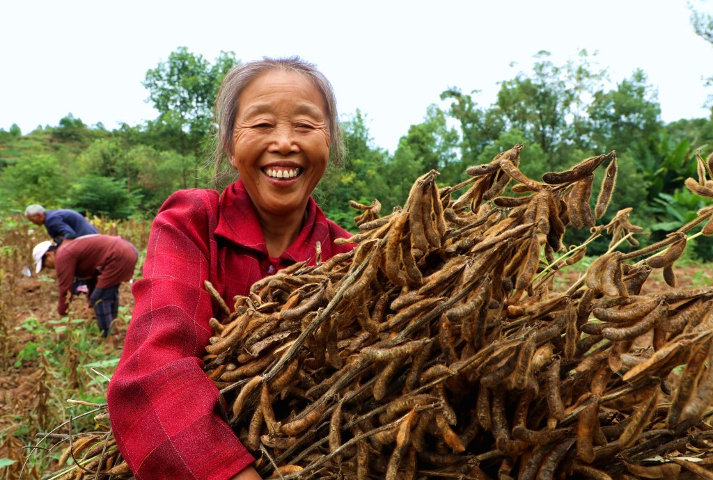 harvesting soybean in china – the heart thrills